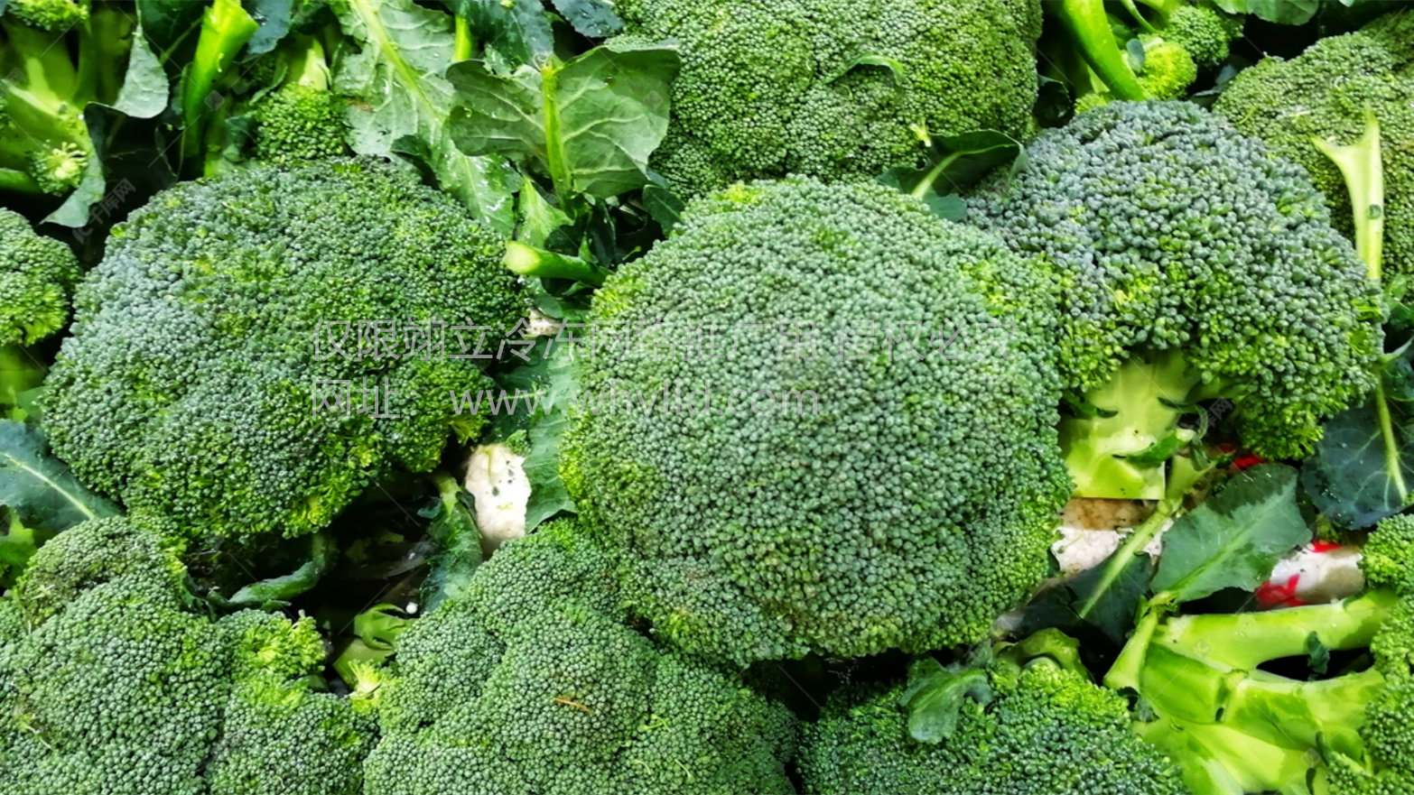 1709424994070.png 西蘭花.png